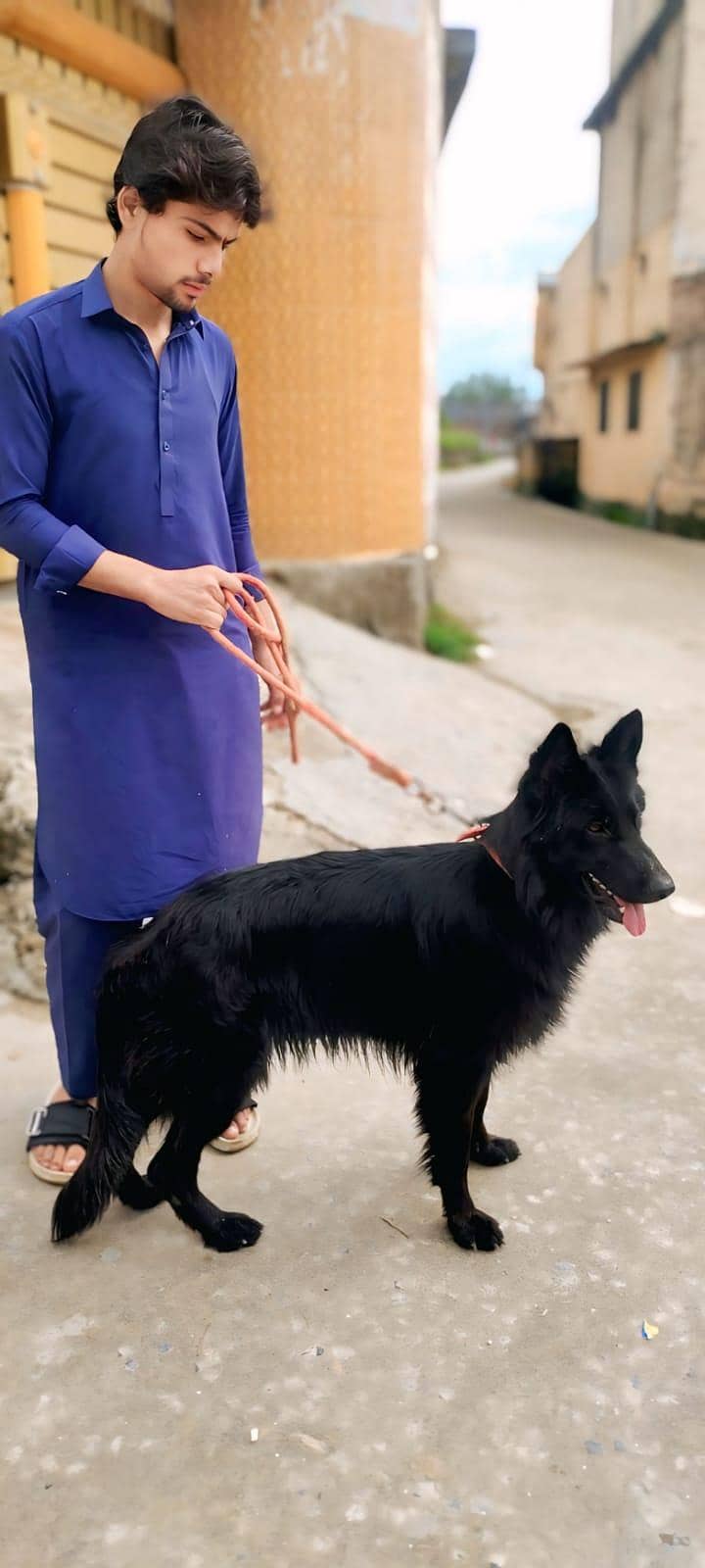 black German shepherd 10