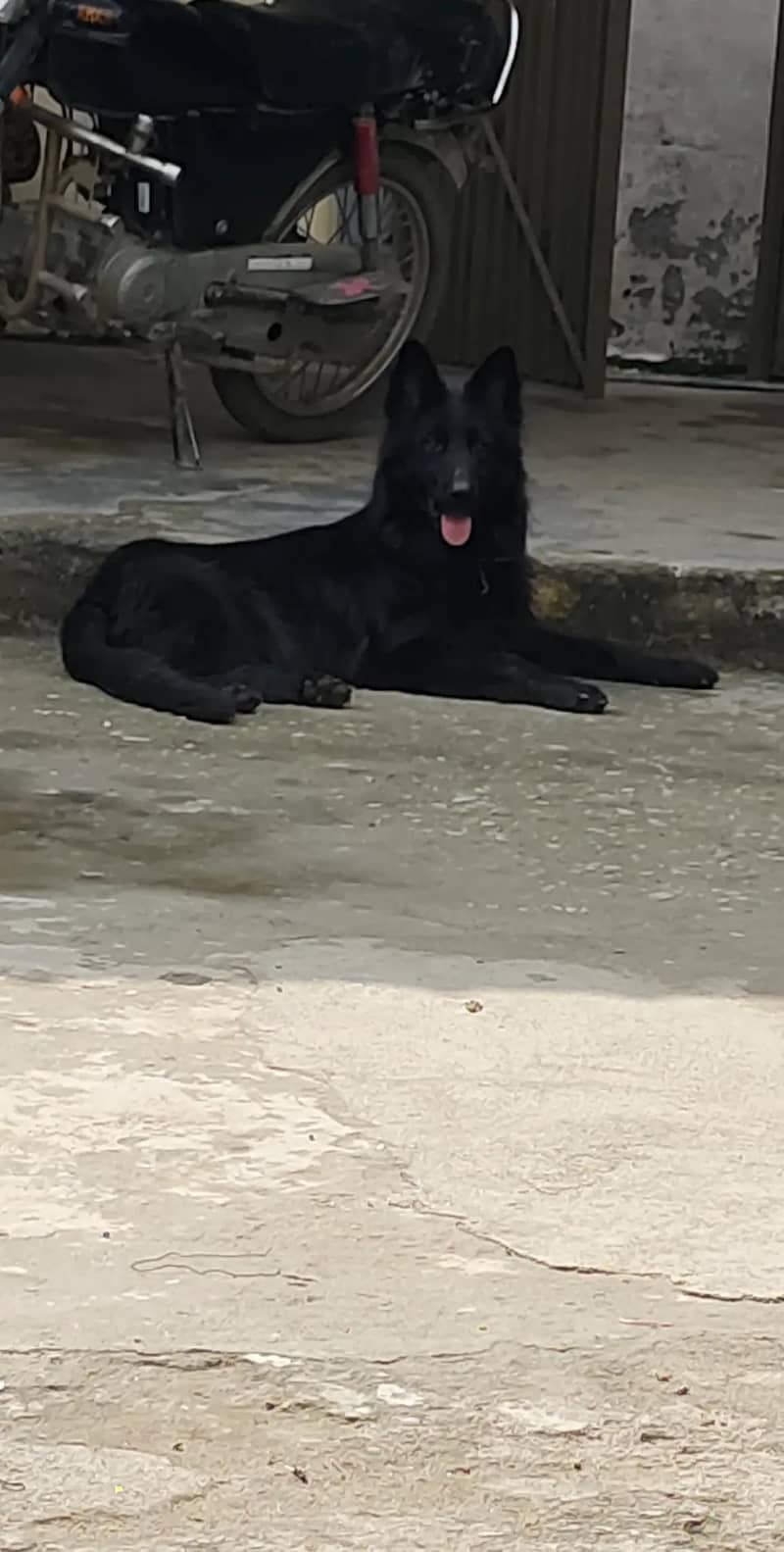 black German shepherd 11