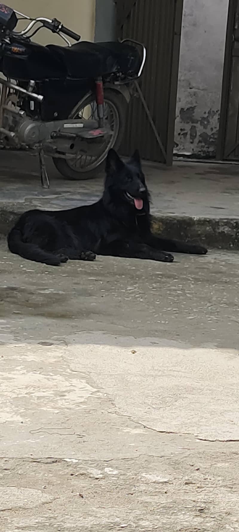 black German shepherd 12