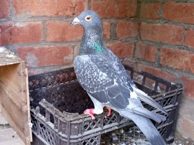 qasid pigeon