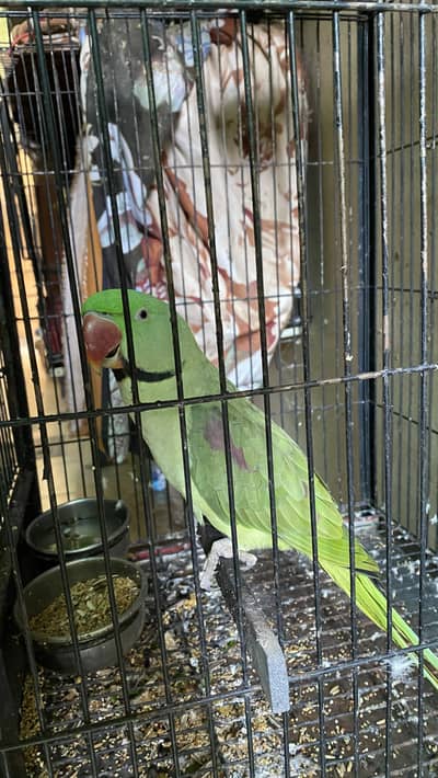 Raw Parrot for sale (with cage)