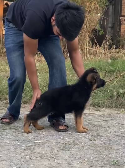 German Shepherd Puppy | Pedigreed | Black Mask