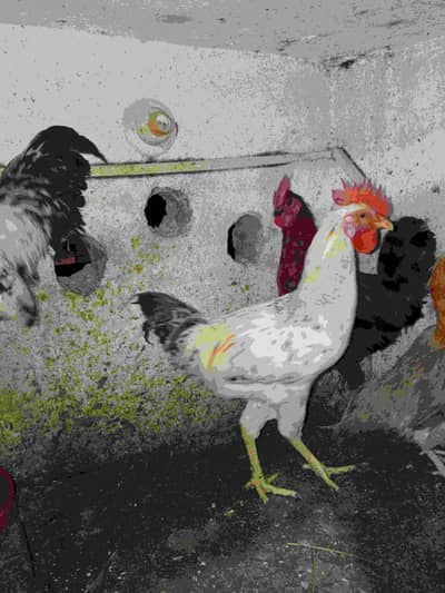 6 Rooster  for sale