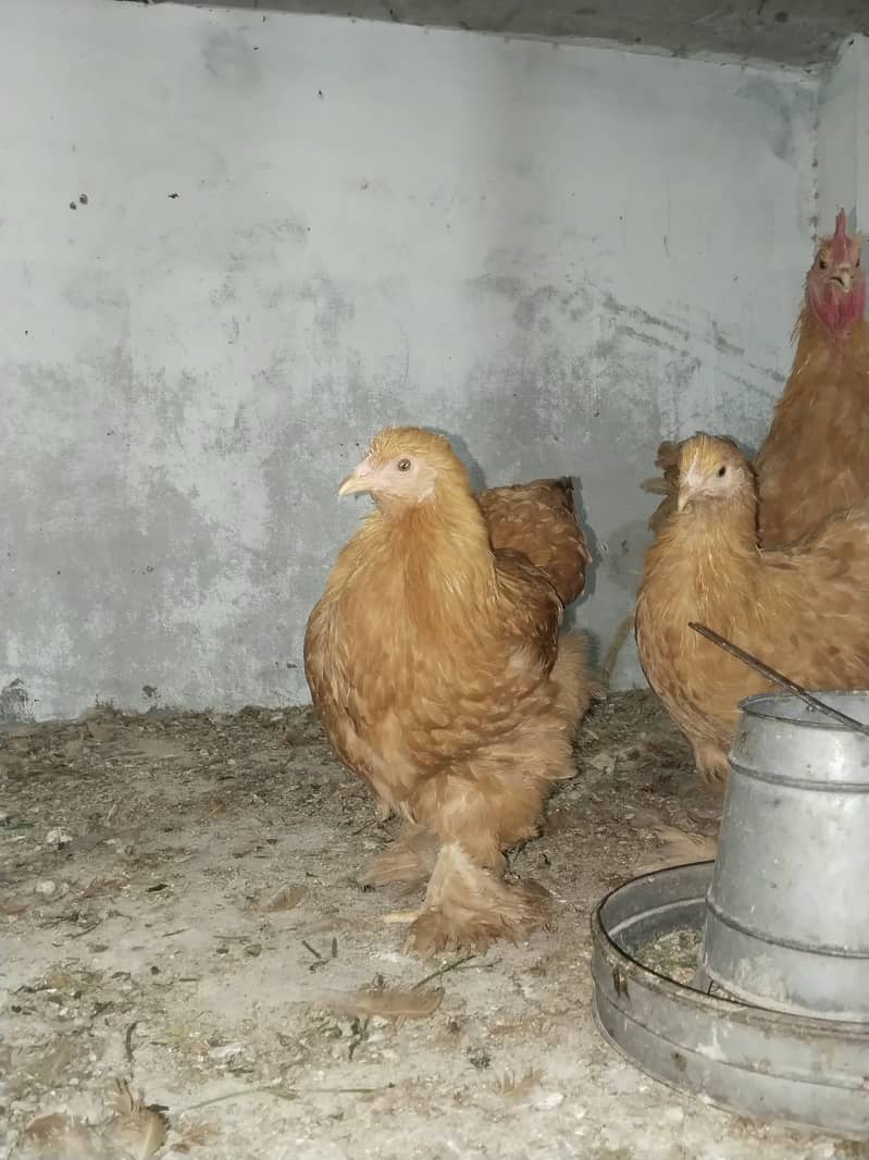 Ready to breed 0