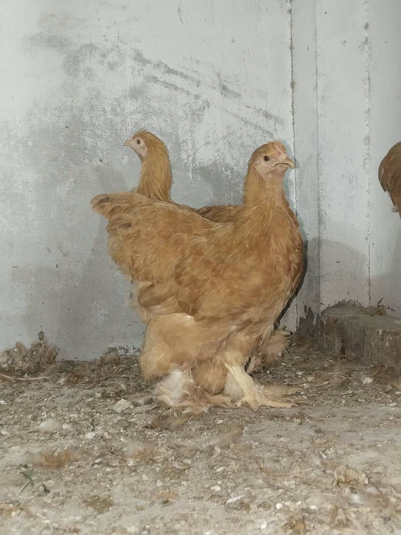 Ready to breed 1