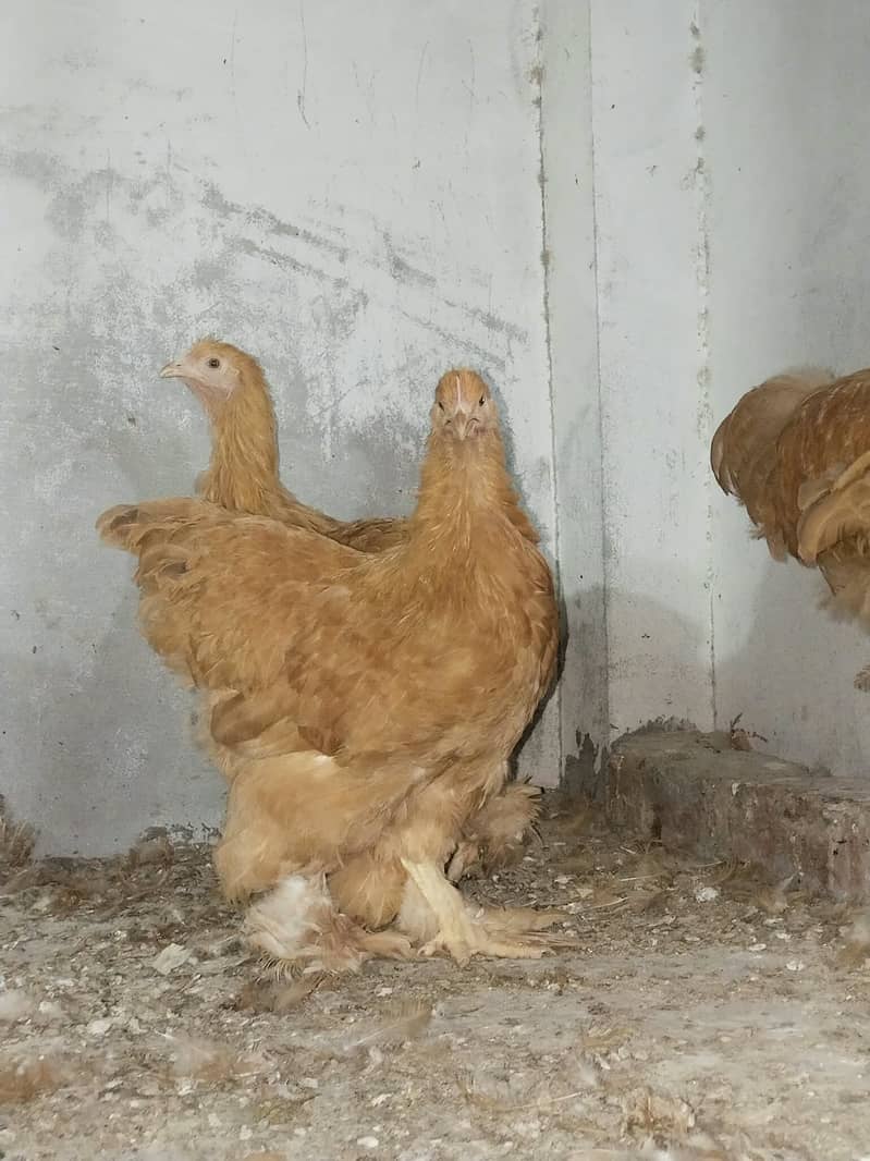 Ready to breed 2
