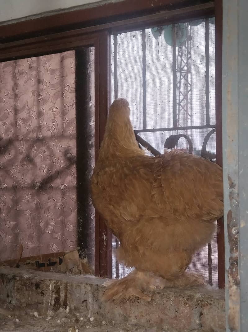 Ready to breed 3
