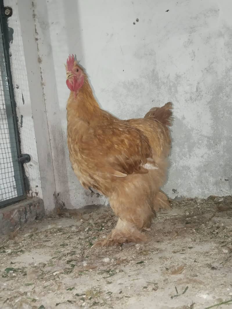 Ready to breed 5