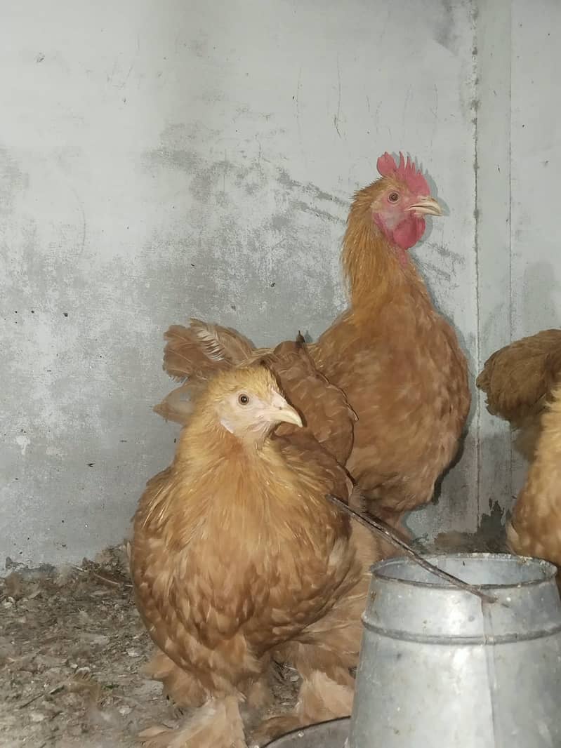 Ready to breed 6