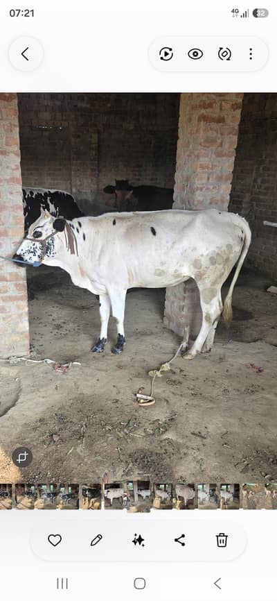 First timer cross cows for sale healthy and active hai
