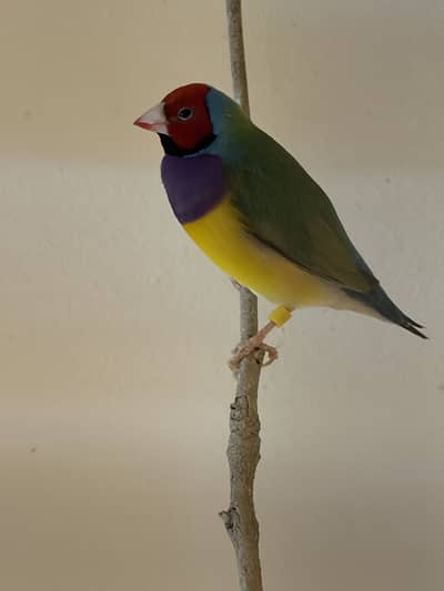 Gouldian/Half Orange Finches for sale