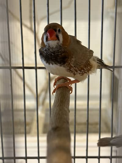 Half Orange Finches for sale