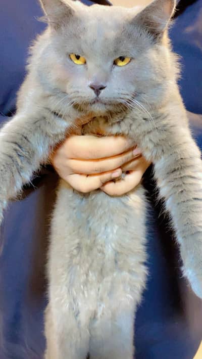 Beatiful grey cat for sale