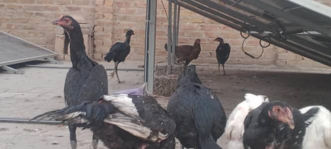 اصیل مرغ مرغیاں