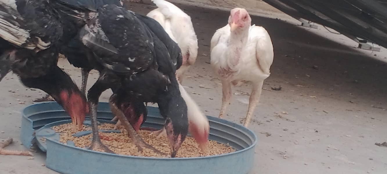 اصیل مرغ مرغیاں 1