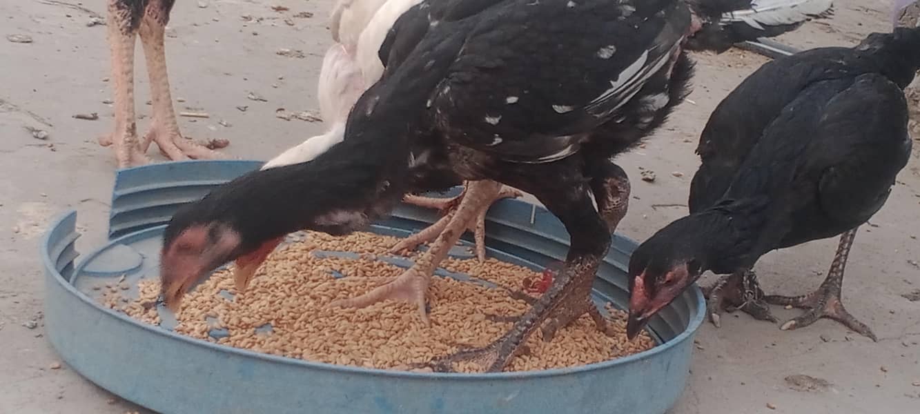 اصیل مرغ مرغیاں 2