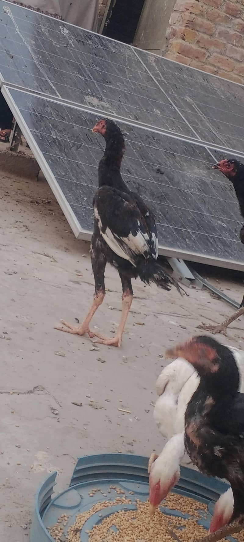 اصیل مرغ مرغیاں 3