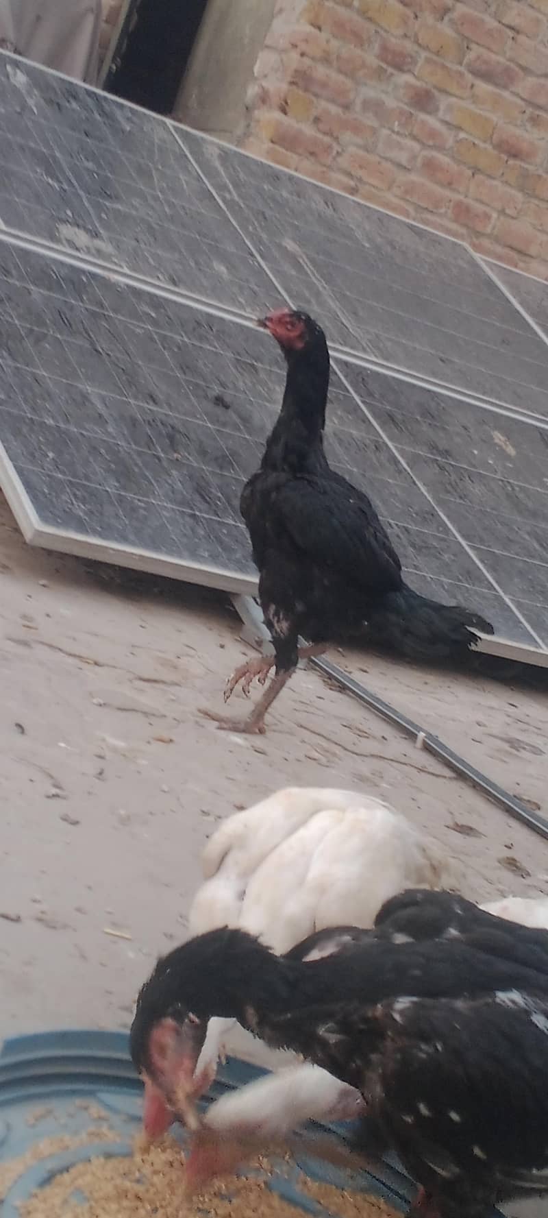 اصیل مرغ مرغیاں 4