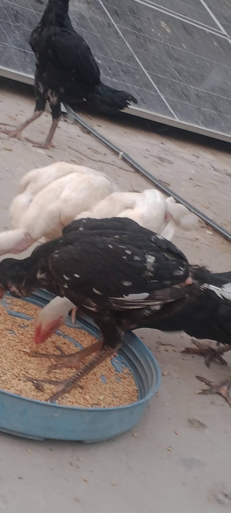 اصیل مرغ مرغیاں 5