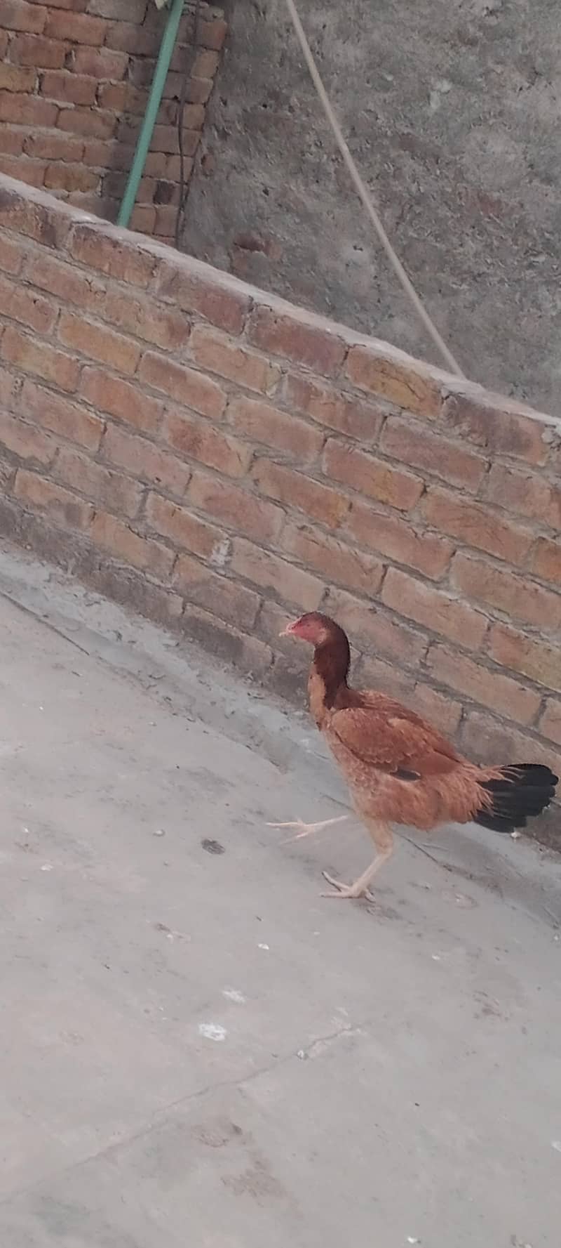 اصیل مرغ مرغیاں 7