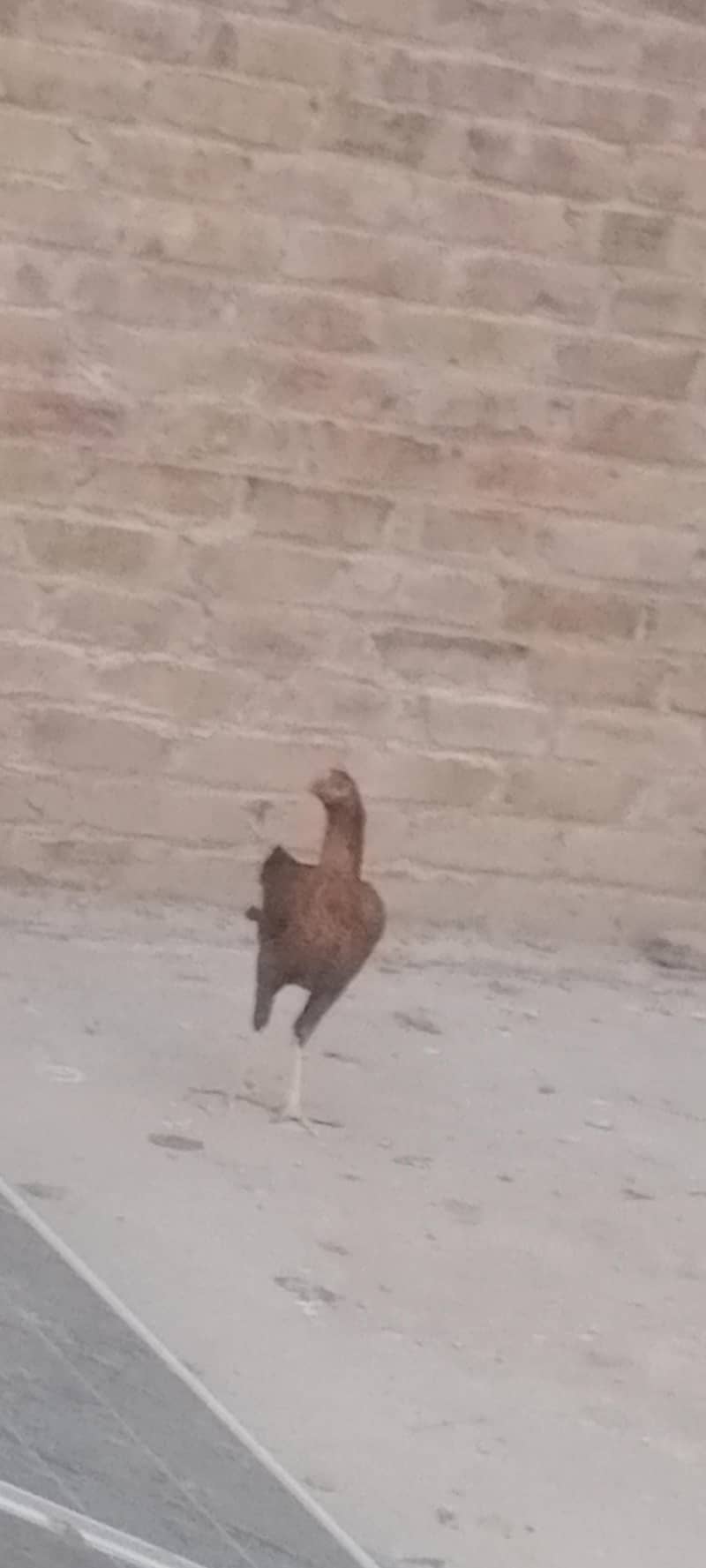 اصیل مرغ مرغیاں 9