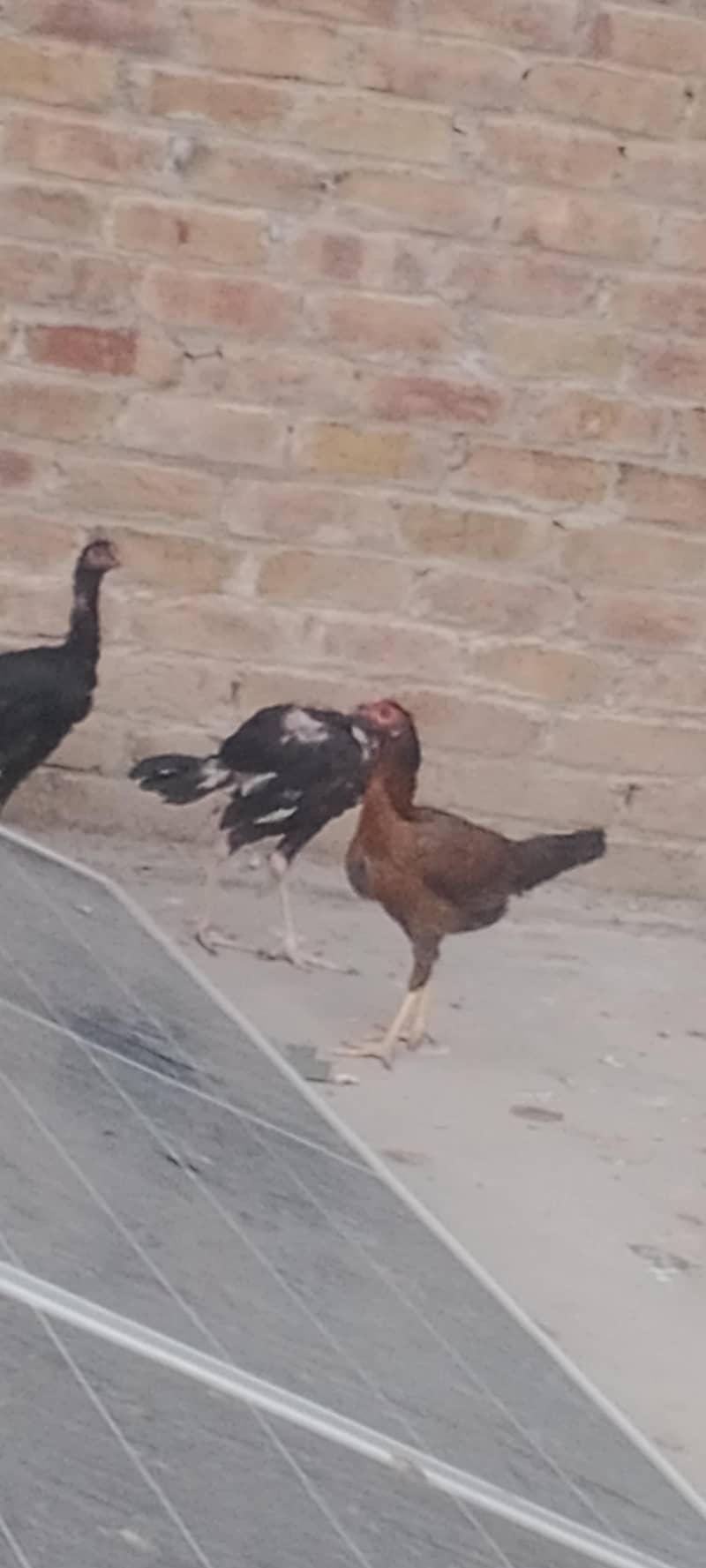 اصیل مرغ مرغیاں 10