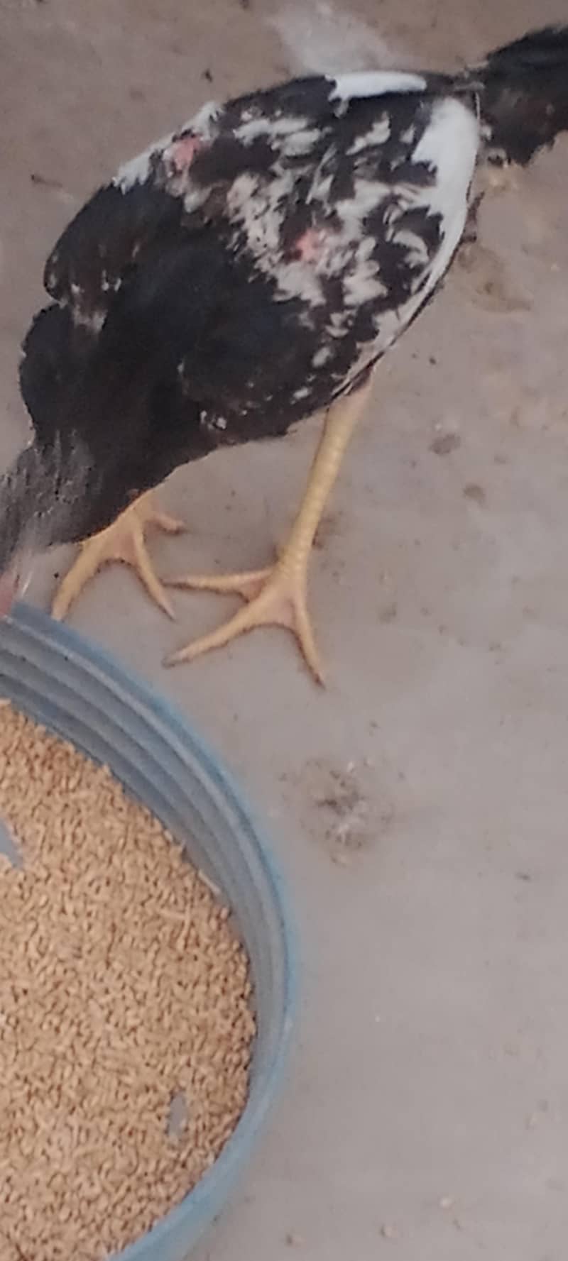 اصیل مرغ مرغیاں 11