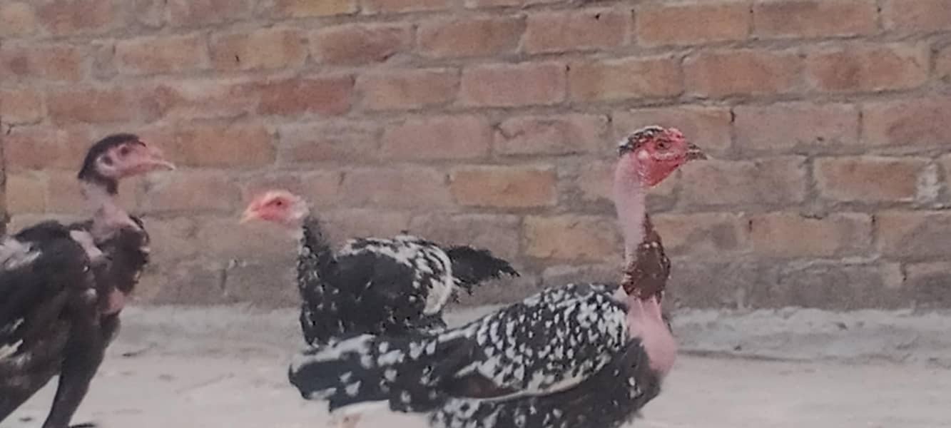 اصیل مرغ مرغیاں 14