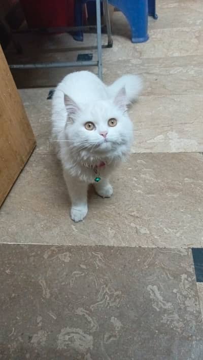 Persian Cat Pair