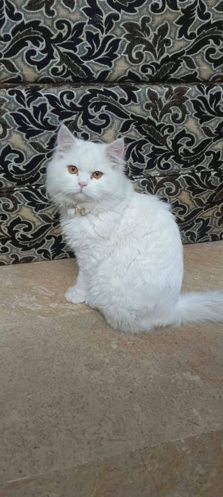 Persian Cat Pair 1