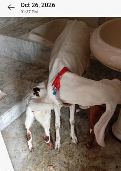 Nagra Bakra + 4 Makhi cheeni + Rajan puri for Sale