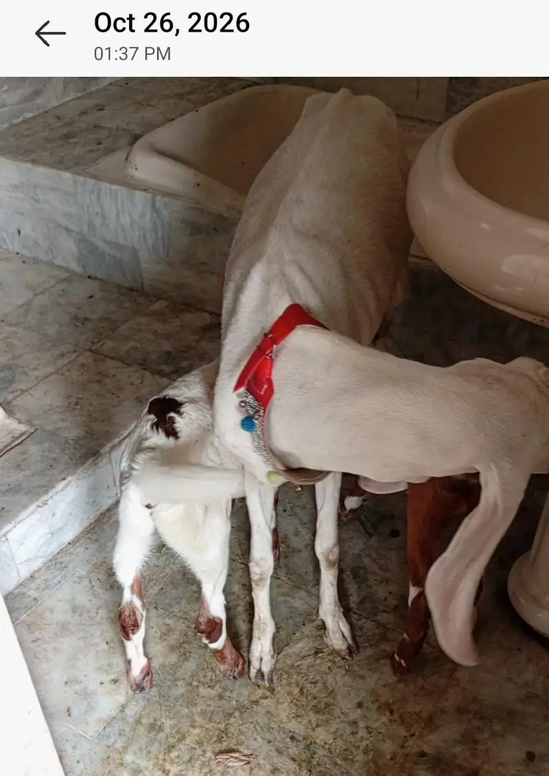 Nagra Bakra + 4 Makhi cheeni + Rajan puri for Sale