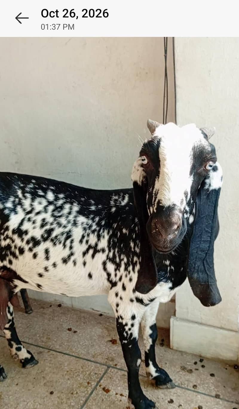 Nagra Bakra + 4 Makhi cheeni + Rajan puri for Sale - Goats - 1120903443