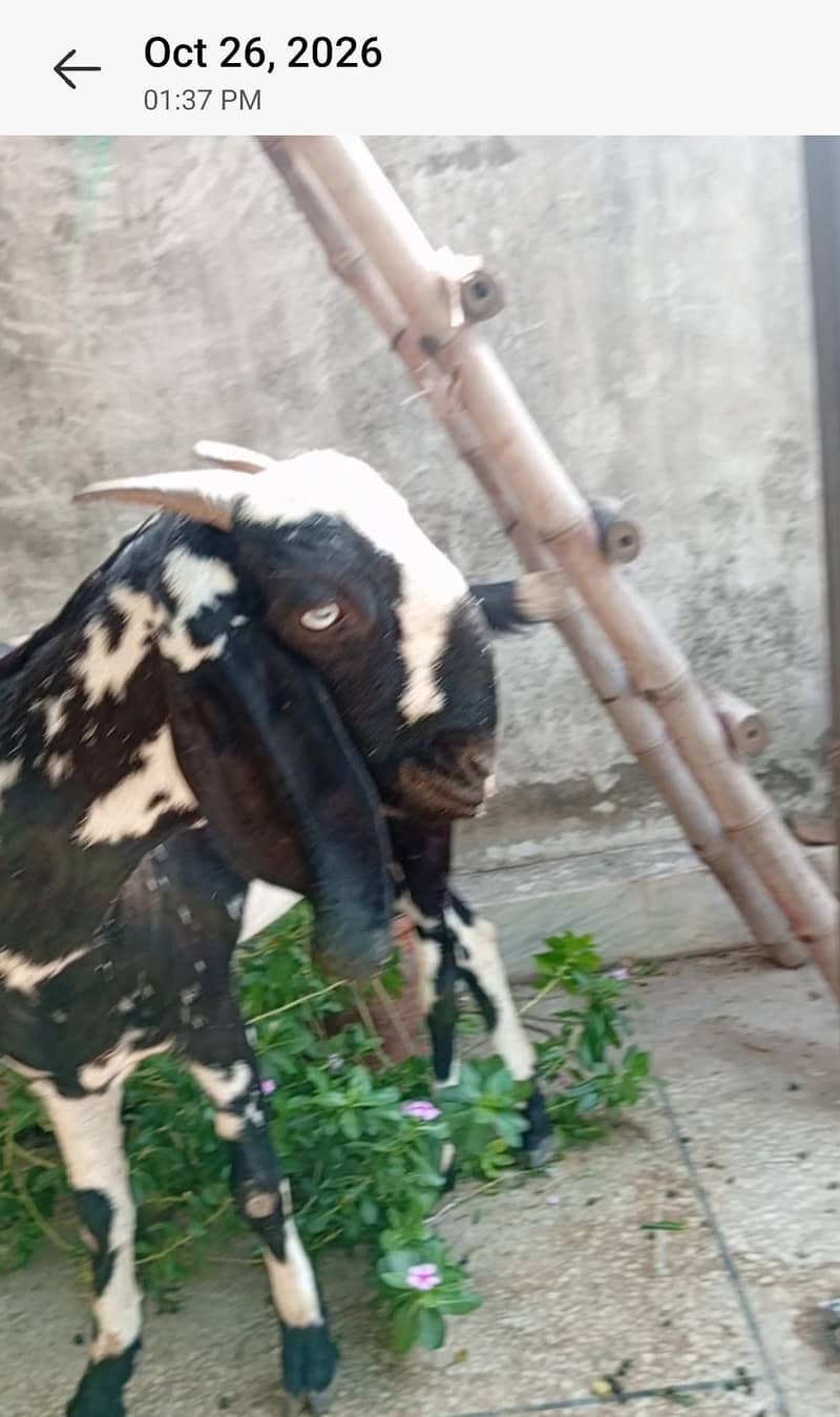 Nagra Bakra + 4 Makhi cheeni + Rajan puri for Sale - Goats - 1120903443