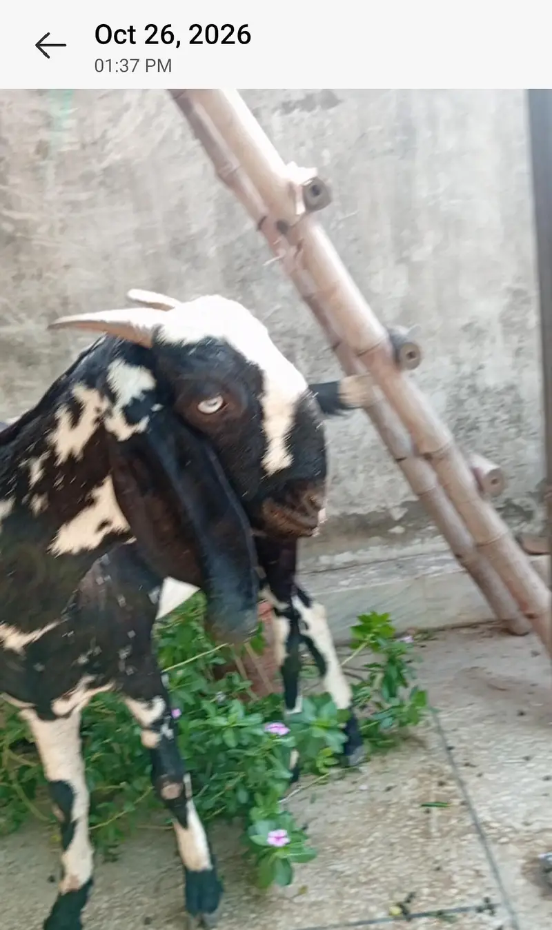 Nagra Bakra + 4 Makhi cheeni + Rajan puri for Sale — photo 5