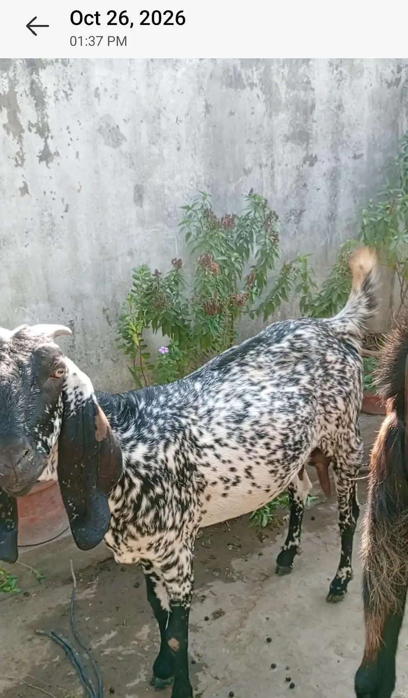 Nagra Bakra + 4 Makhi cheeni + Rajan puri for Sale — photo 7