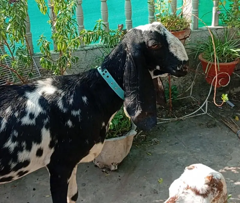 Nagra Bakra + 4 Makhi cheeni + Rajan puri for Sale — photo 9