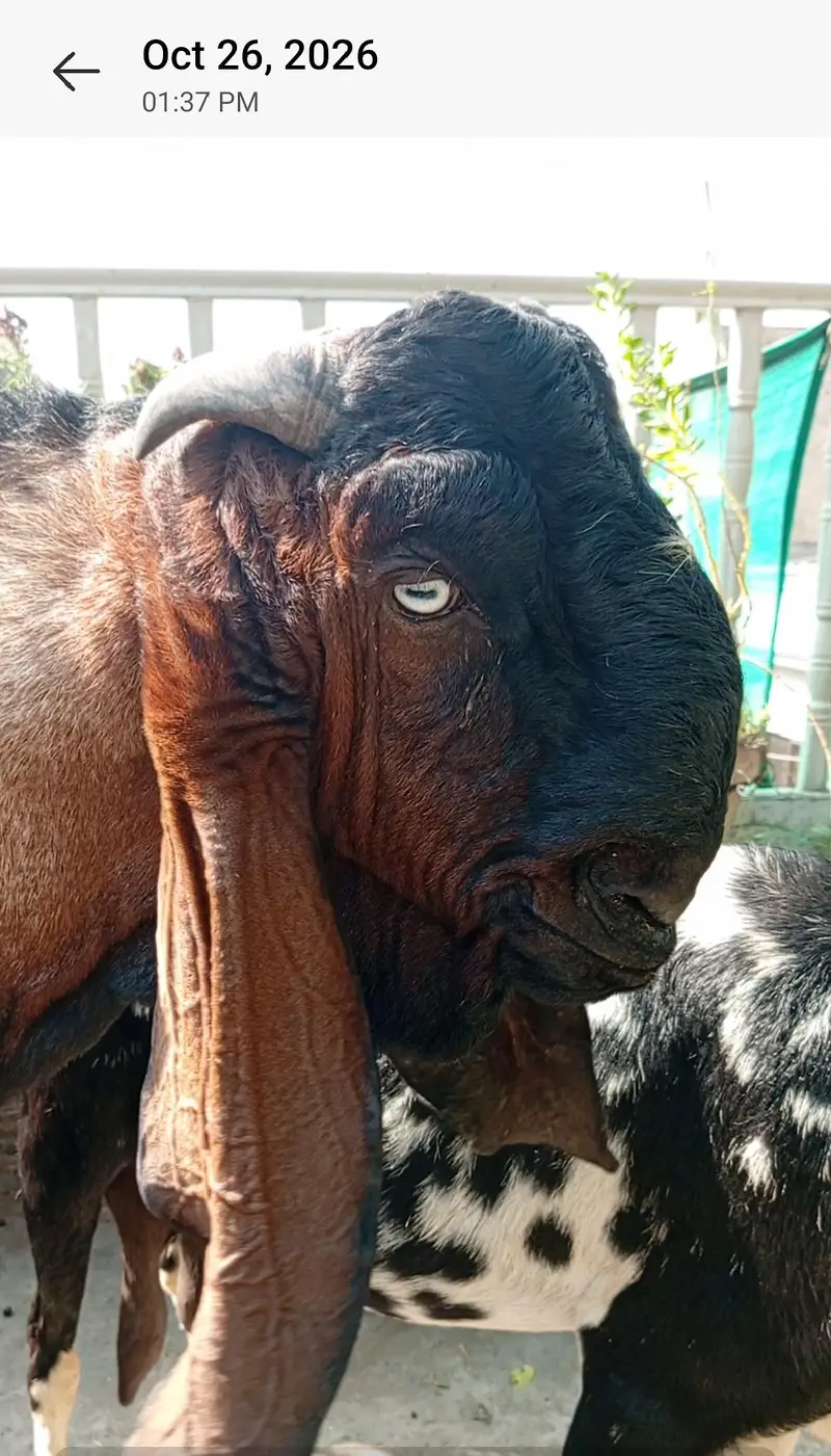 Nagra Bakra + 4 Makhi cheeni + Rajan puri for Sale — photo 11