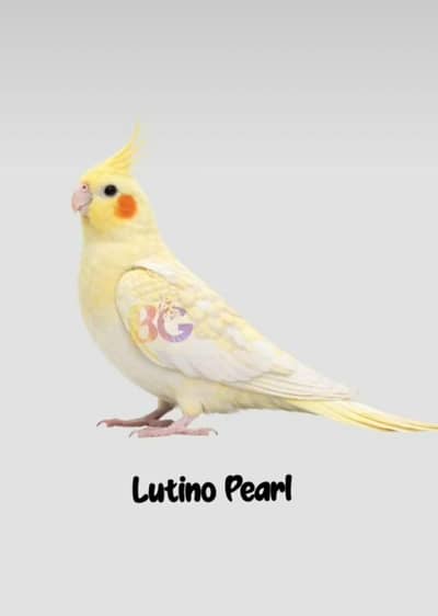 Cocktail parrot breeder pair