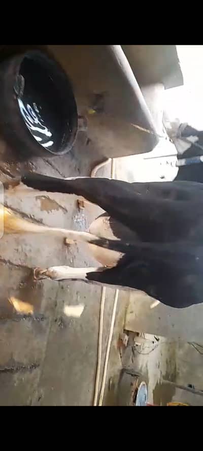 First timer Friesian 11 kg milk with wachi
