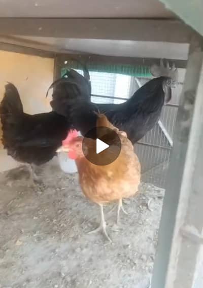 1 Ayam cemani male,2 misri hen