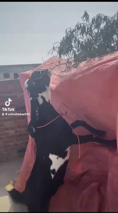 Goat | Betal bakra  | Betal | Betal bakra  |  03026730678