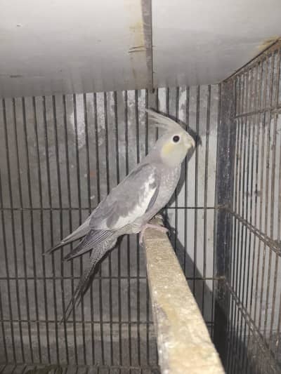 cocktail chick for sale
