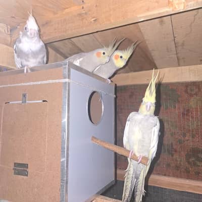  Beautiful Lutino & Grey Cockatiels for Sale | Healthy & Active Birds