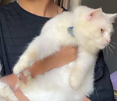 Persian triple coat