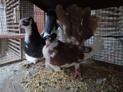 Fancy Pigeon