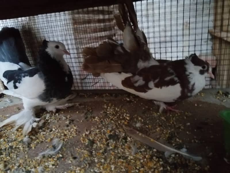 Fancy Pigeon 1