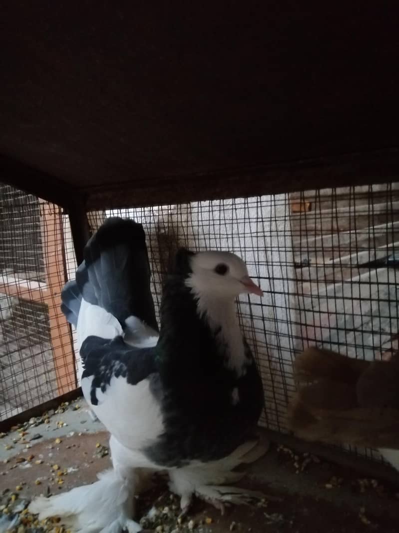 Fancy Pigeon 2