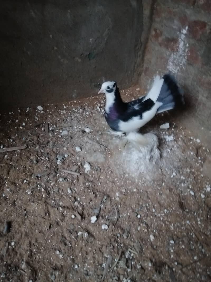 Fancy Pigeon 3