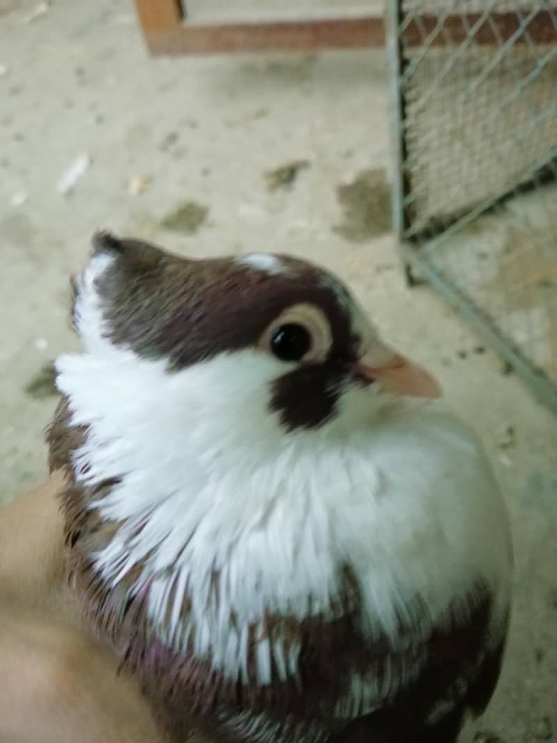 Fancy Pigeon 4